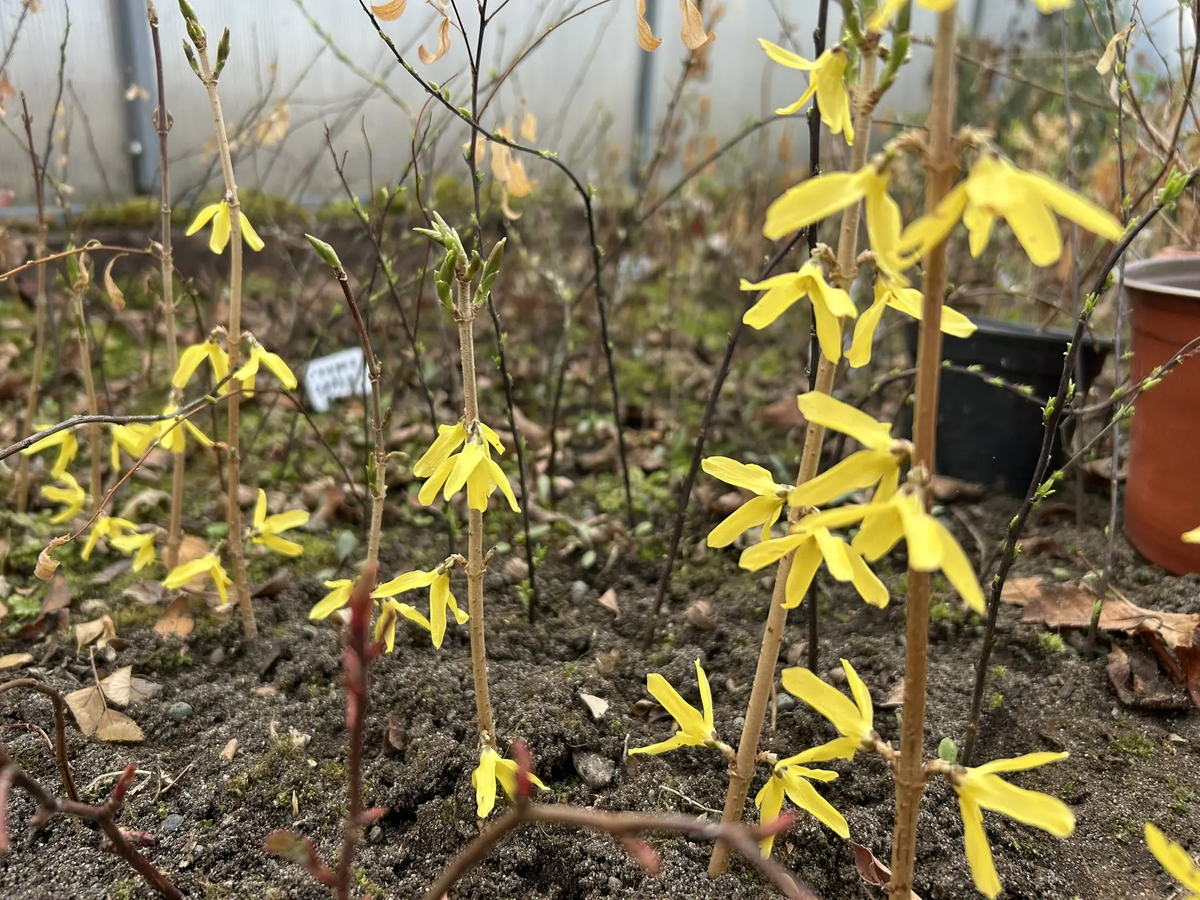     Садоводы на юге Красноярского края уже начали охоту на саженцы