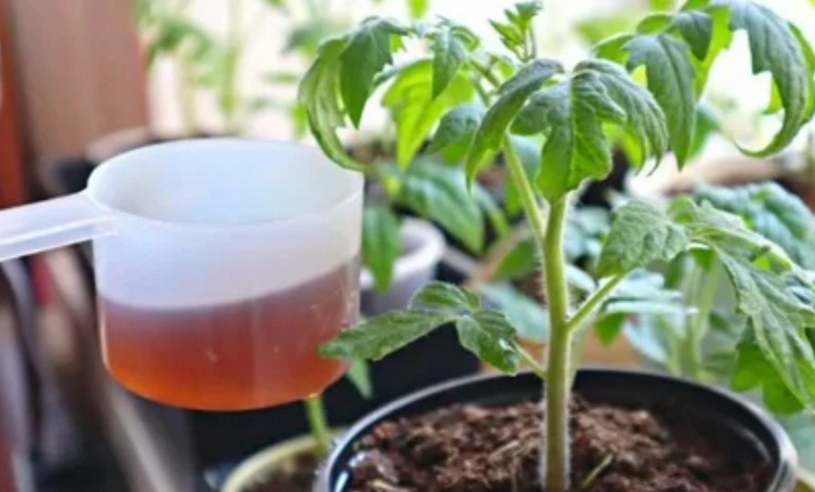 4-5 часов и рассада томатов здоровая: природная бражка для крепости молодых помидорчиков