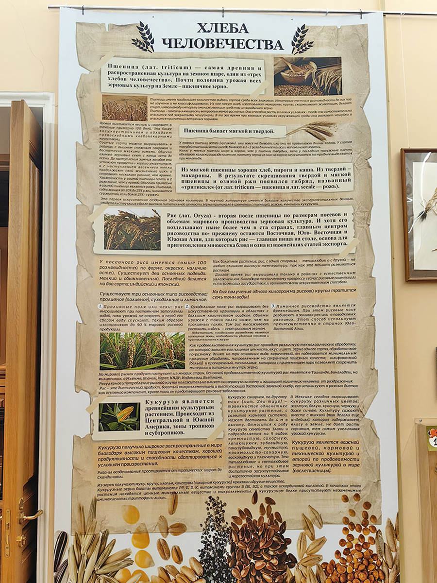 История хлебной культуры