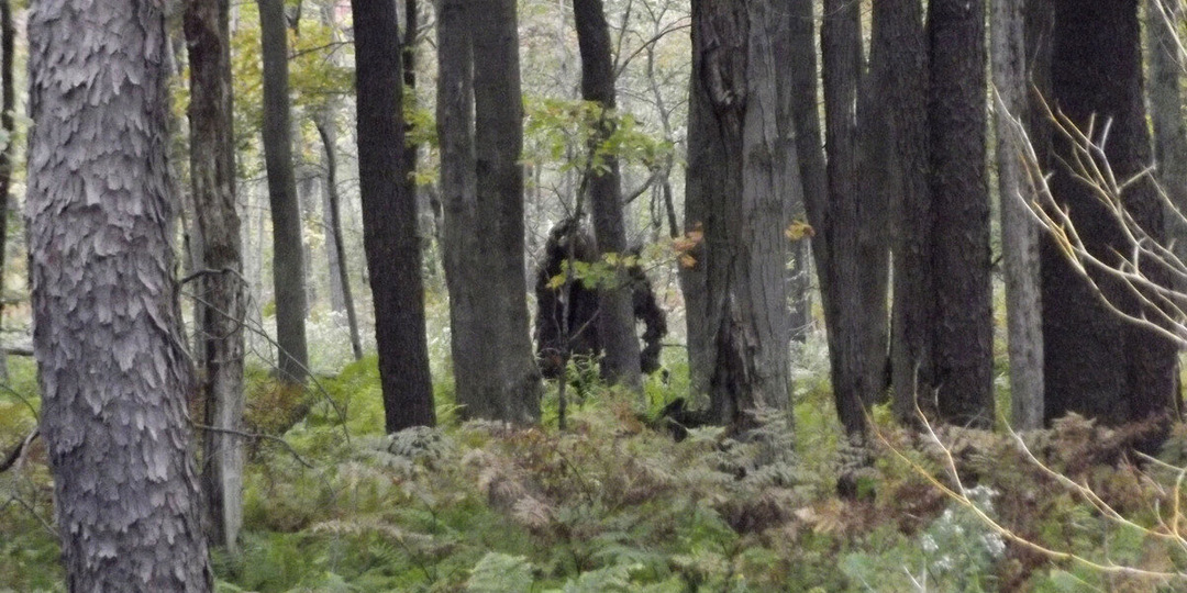 Рассказ лесника.