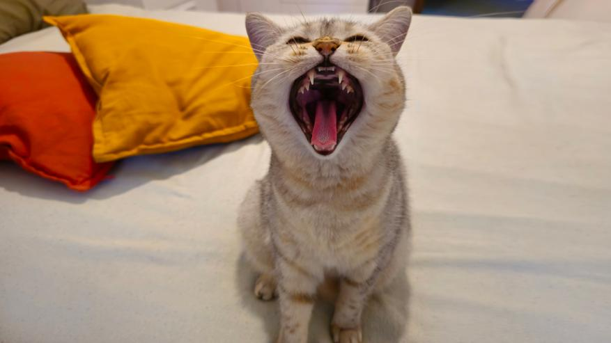 😾 Почему кошка громко мяукает по ночам и как это пережить (сохранив рассудок)