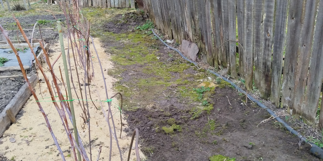 Борьба с мхом на участке.