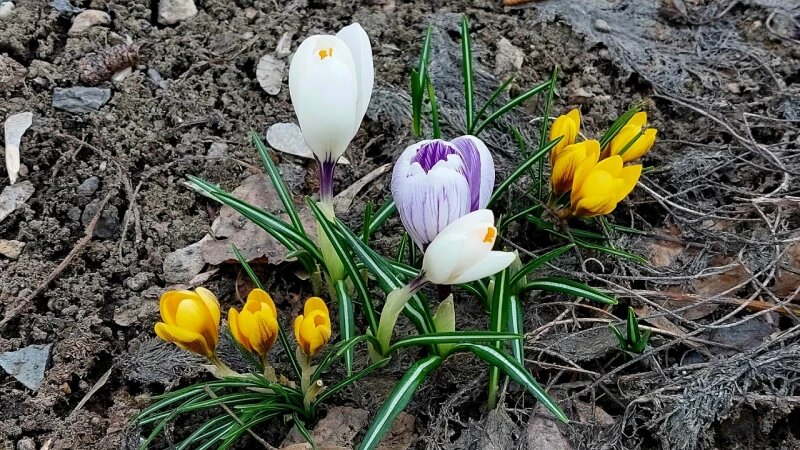     Первоцветы в Барнауле. Анна Зайкова