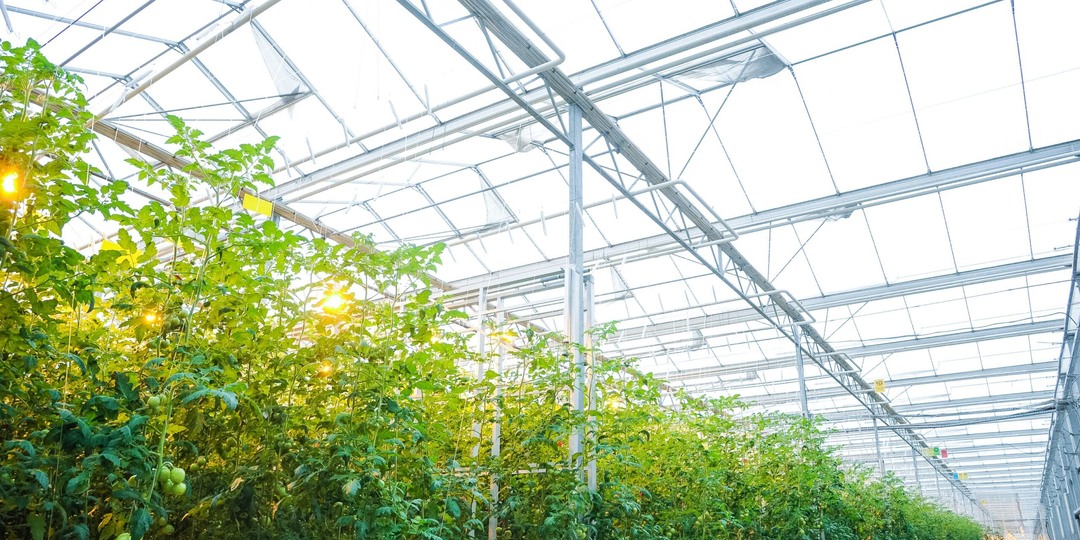 В Волгограде проверили тепличные комплексы на наличие карантинных вредителей