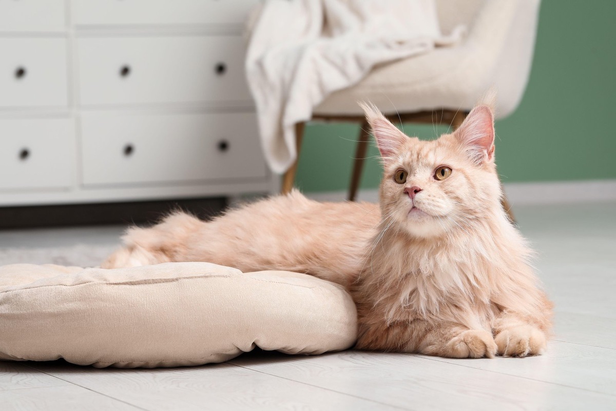    При выборе лежанки учитывайте предпочтения вашего питомца