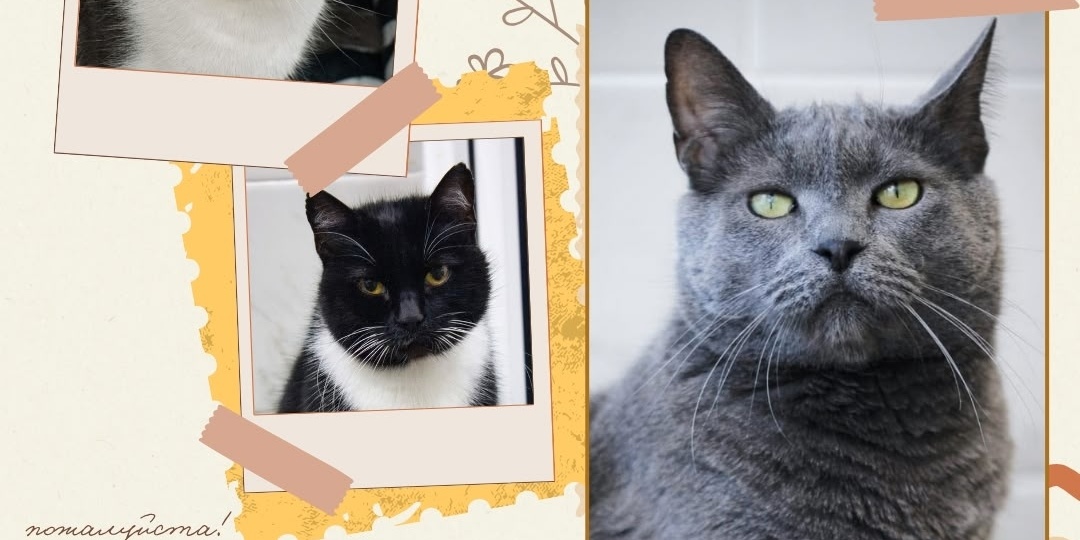 Помощь котикам и приюту 💖