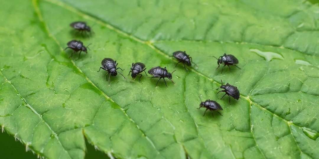 Избавляюсь от тли одной левой: нужен только пушистый синтепон - участок защищен на весь сезон