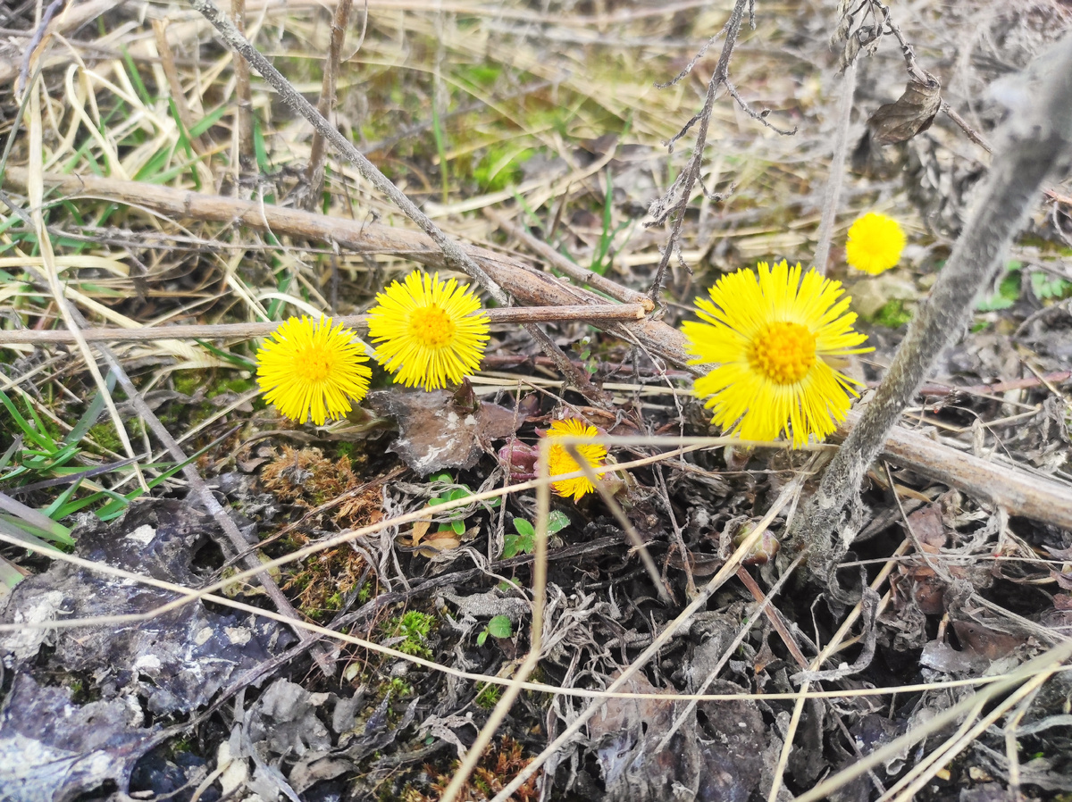 Одуванчики  запечатлеть не успела. Мать-и-мачеха тоже ничего)