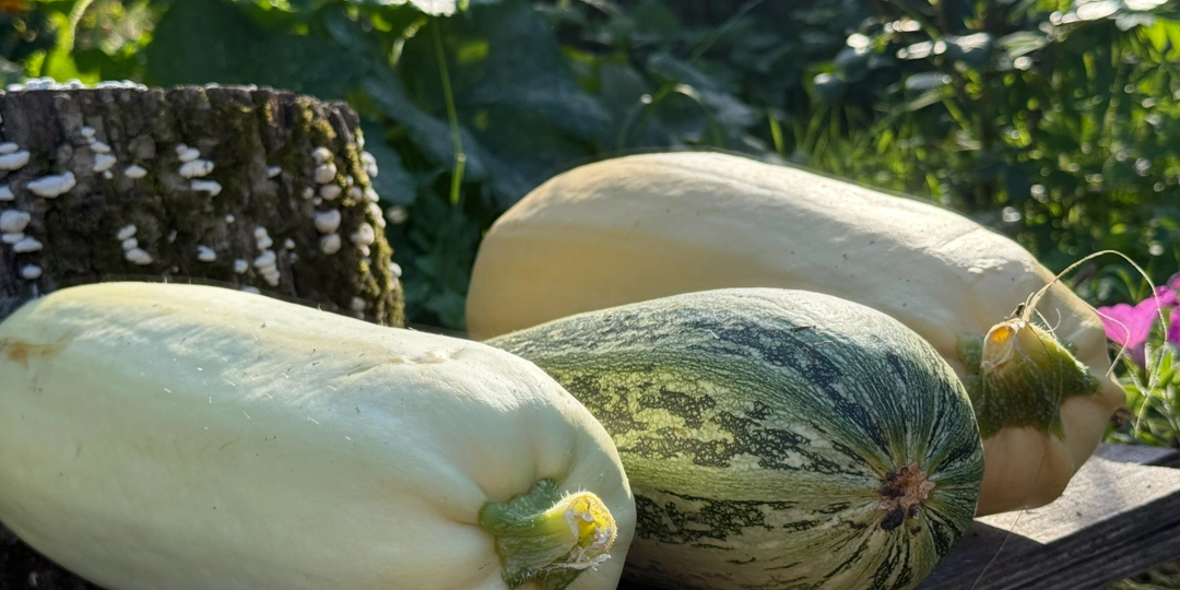 Кабачки, которым плевать на погоду, идеальны для закруток и оладий: 3 лучших сорта, которые стоит сажать
