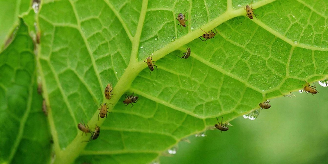 Один раз прыснул и всё лето чисто: садоводы в США давно так избавляются от тли на участках, а мы только узнали