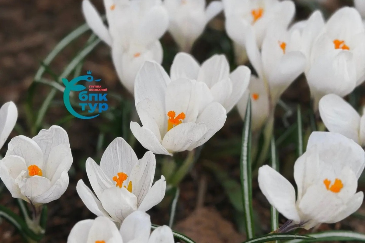 Крокусы в Фуксовском саду