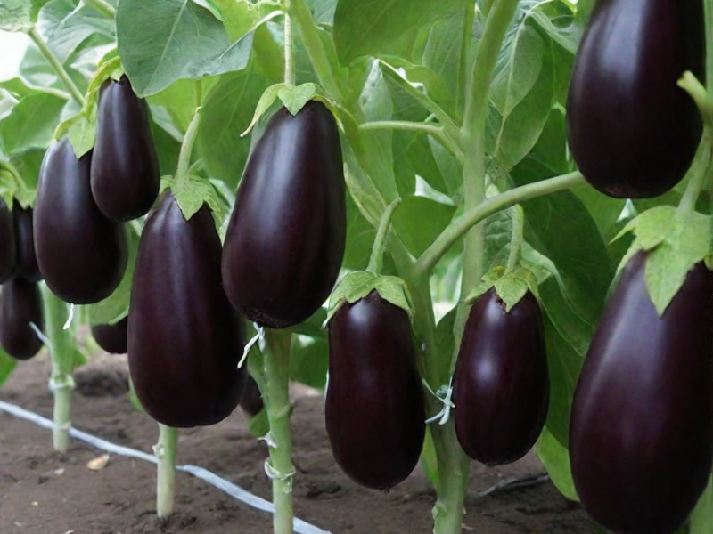 Баклажан "Икорный"