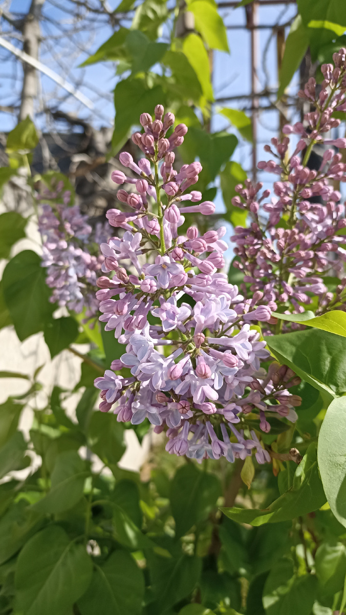 Апрельская сирень в Рустави