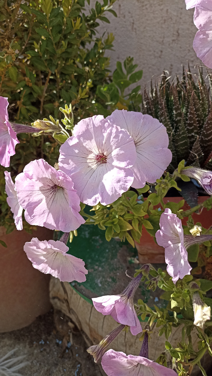 Апрельская петуния в Рустави