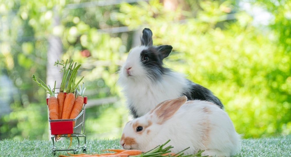 💡 А вы знали, что варёная морковь полезнее сырой (для иммунитета и глаз