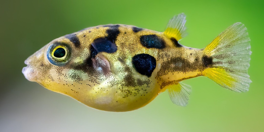 ТОП АКВАРИУМНЫХ РЫБОК