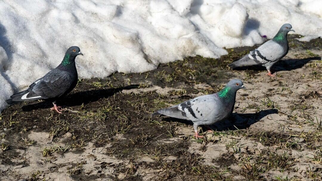    В Западно-Сибирском УГМС назвали сроки таяния снега   1MI