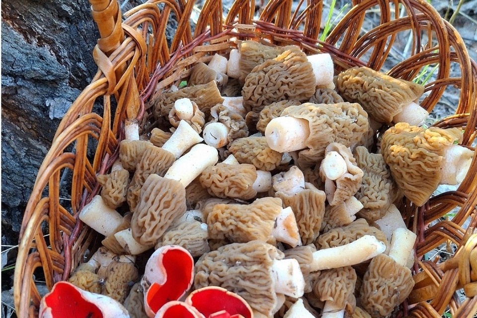    Самарцы делятся урожаем сморчков фото: Елена Мазнова