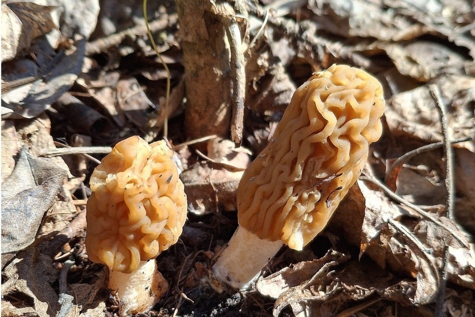    Есть риск перепутать сморчки со строчками фото: Елена Мазнова