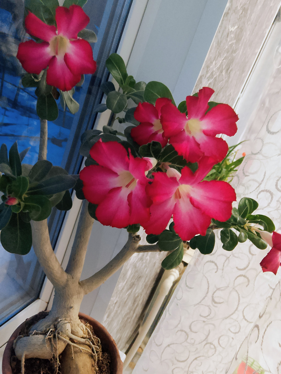 Адениум цветет 