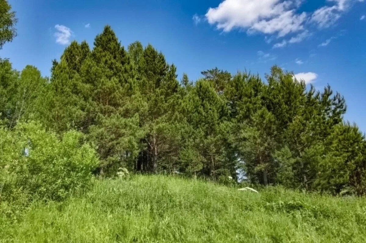    Суд Коми отменил аренду лесных участков под дата-центры из-за нарушений