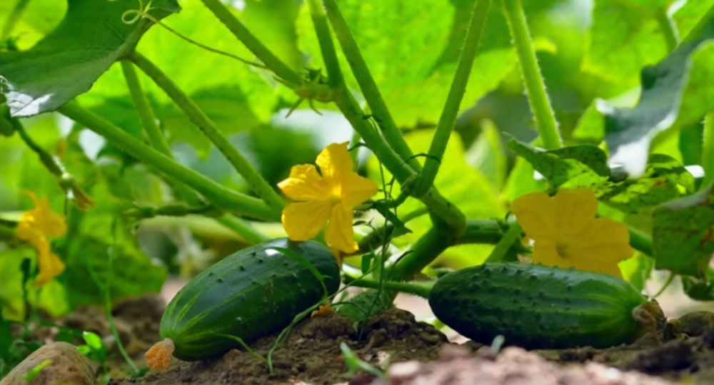 Чем полить огурцы, чтобы они не горчили