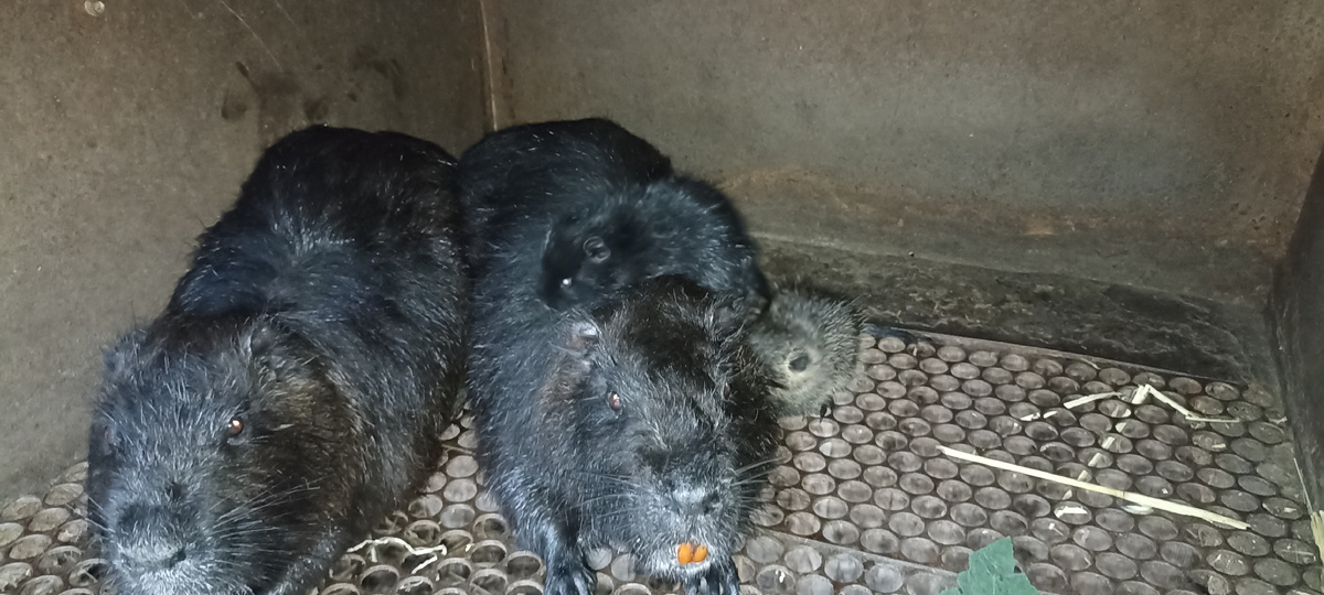 Нутрия и потомство