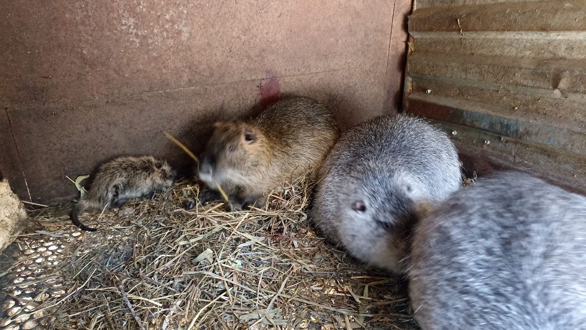 Нутрия ощенилась
