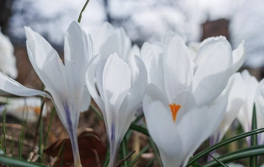 ДЕНЬ ПОДСНЕЖНИКА И НЕ ТОЛЬКО