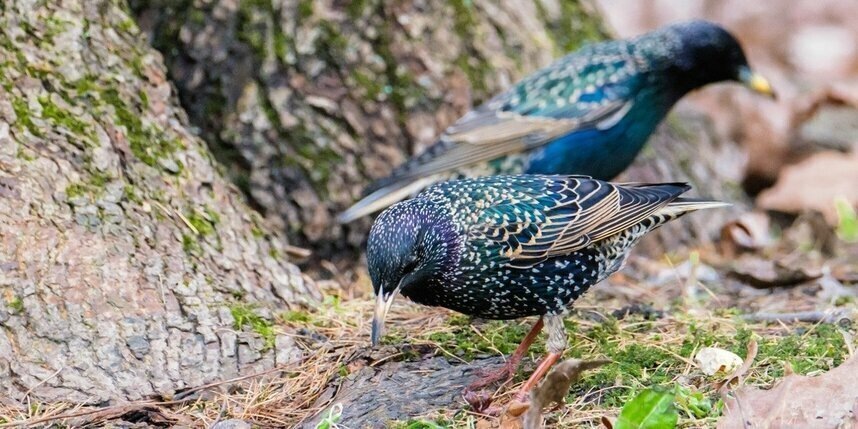    Алёна Бобрович