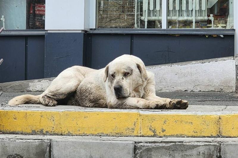 В Челябинской области алабай вернулся к хозяину после двух месяцев скитаний