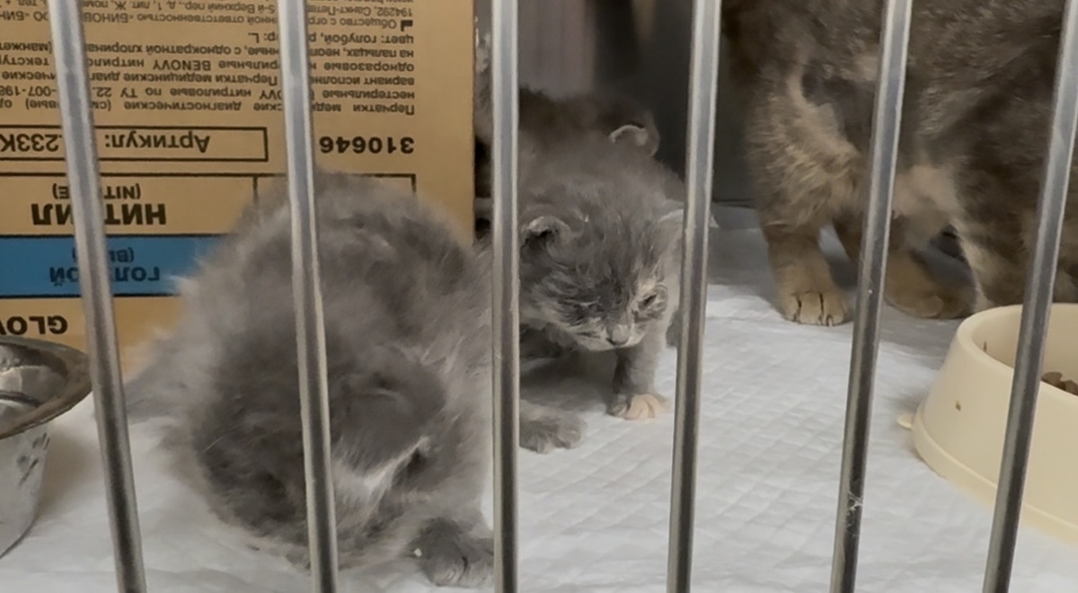 Котятки Софы❤️‍🩹