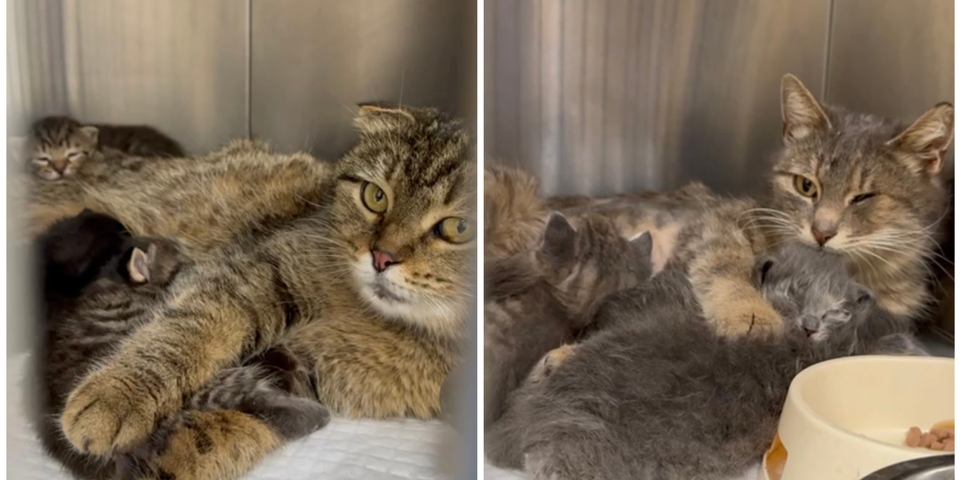 Плохие новости. Новорожденные котята, спасенные с мамами из Чечни, в зоне риска