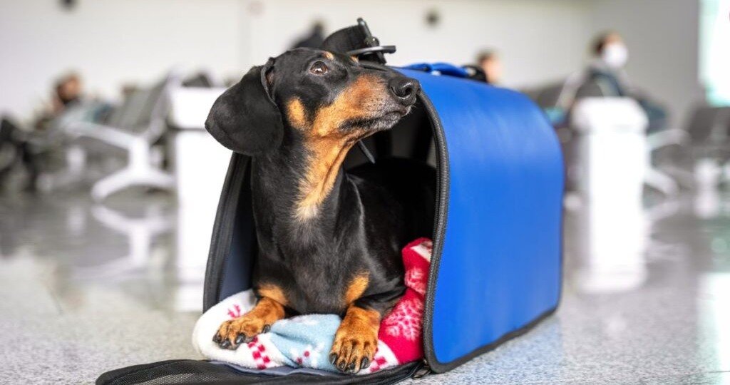 Случай из практики: кашель у собаки не проходил месяцами — неожиданная находка во рту