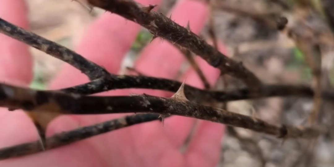 Розы почернели после зимы? Не спешите их хоронить — вот проверенные способы реанимации