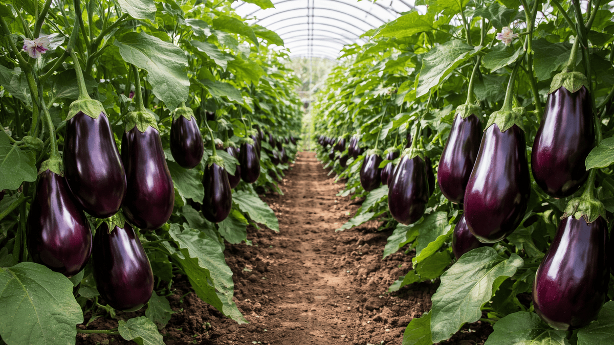 Выращивание баклажанв теплице. Фото из интернета