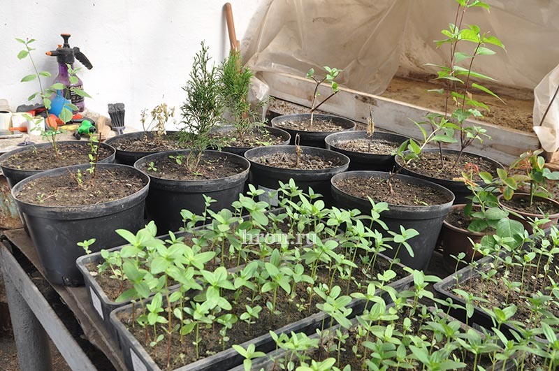 Фото Дмитрия Бикбова