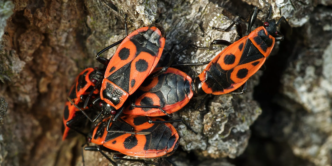 Ответы на ваши вопросы по агрохимии и агротехнике 10