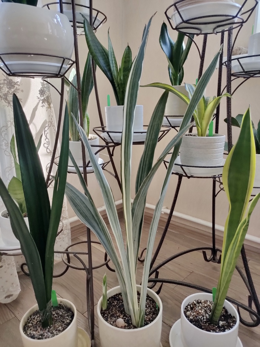 Фото из интернета 