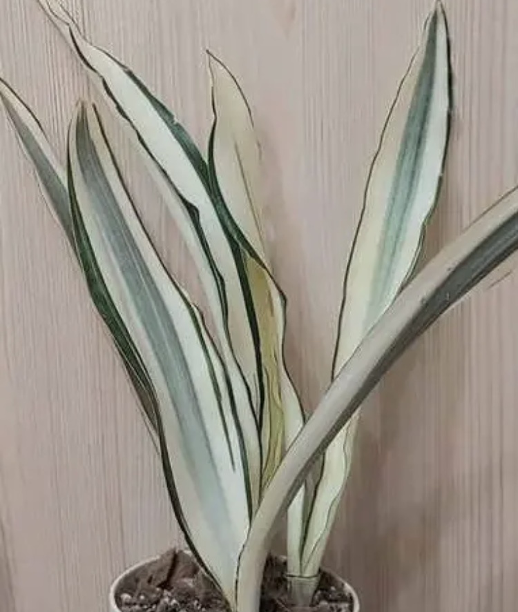 Фото из интернета 
