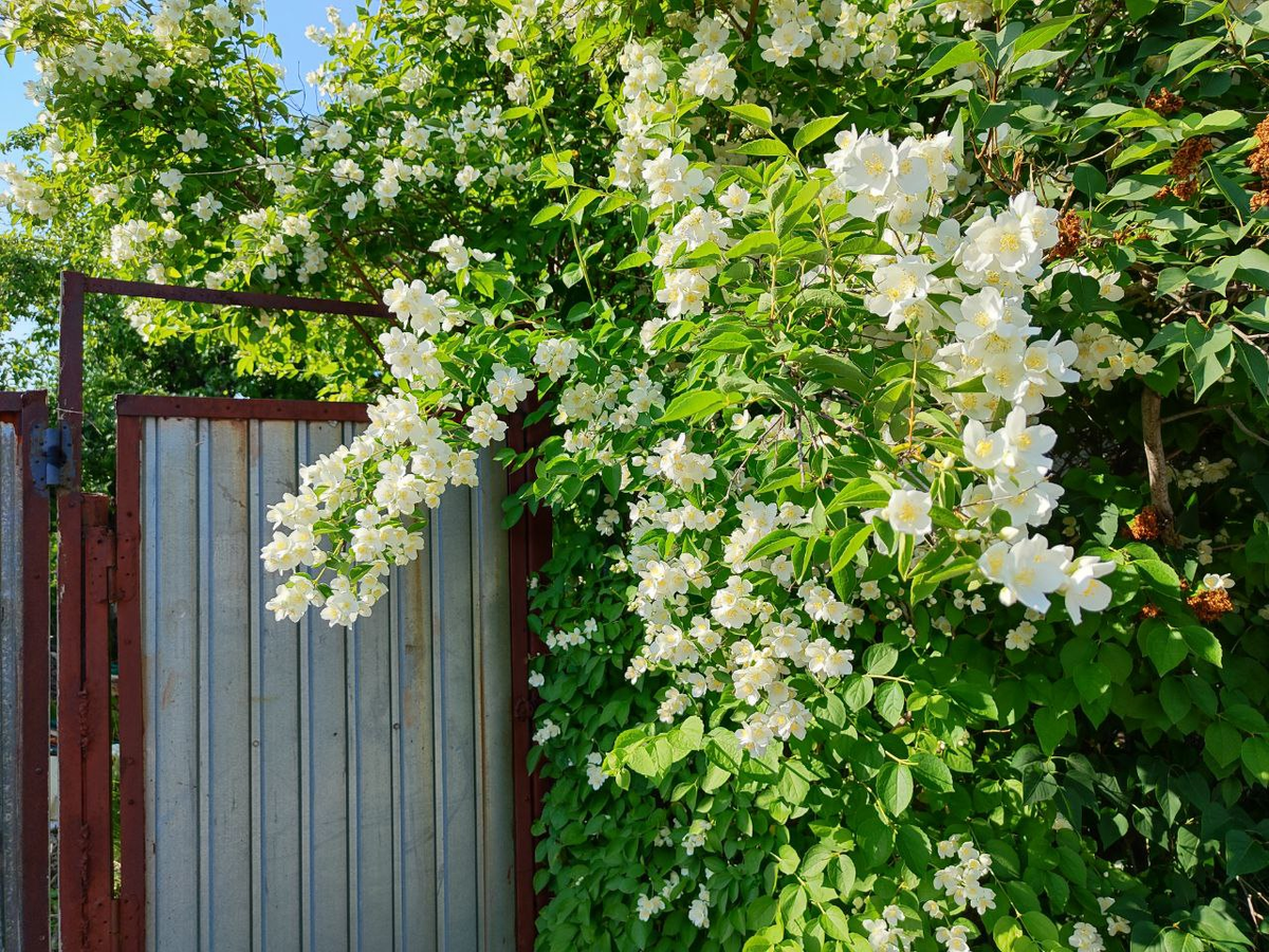 Фото автора.