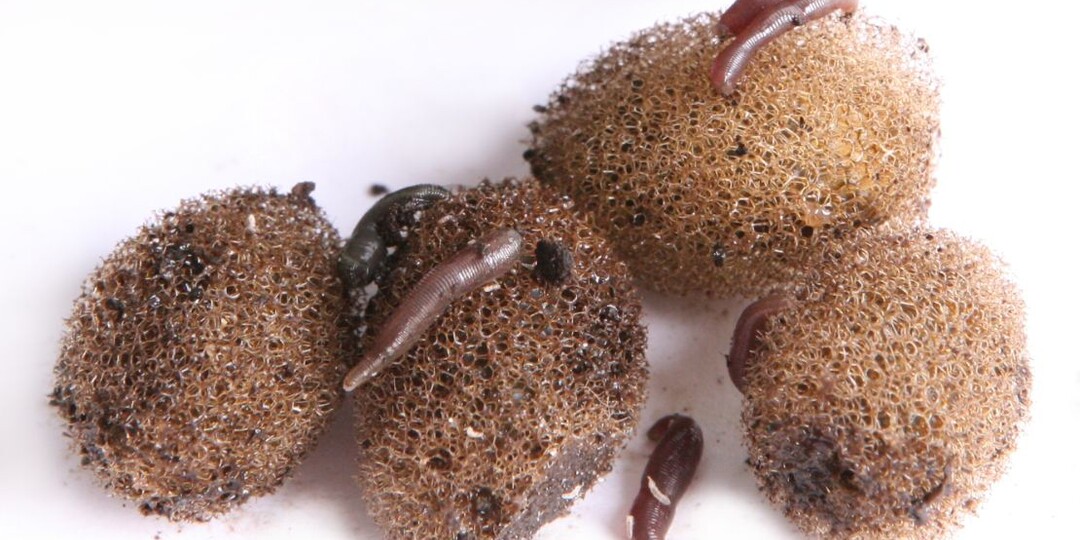 Как разводить пиявок в домашних условиях