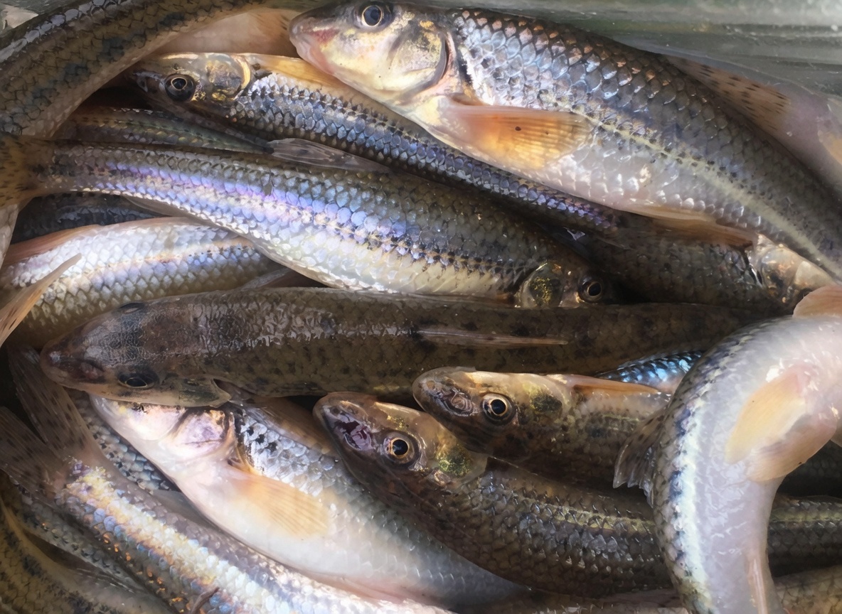 В детстве пескарь считался сорной рыбой