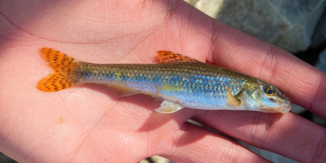 3 рыбы, которые исчезают из наших рек: кого не увидят наши внуки