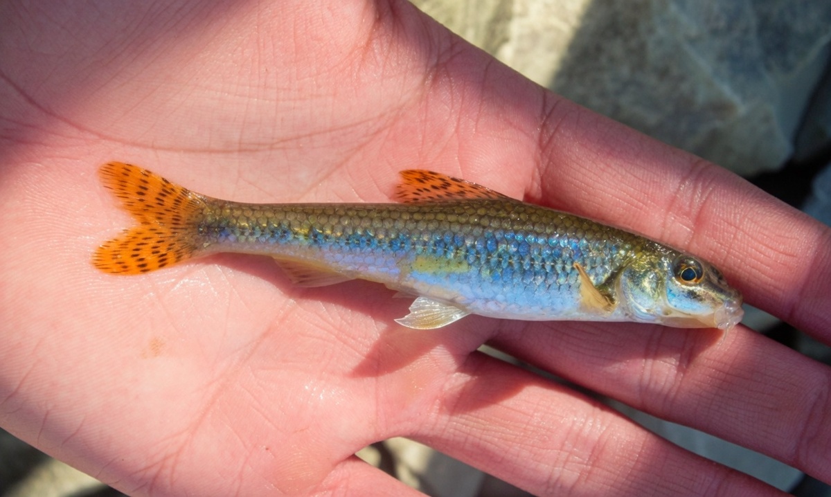 Сейчас каждому пескарю радуюсь, как трофею и бережно возвращаю его обратно в реку