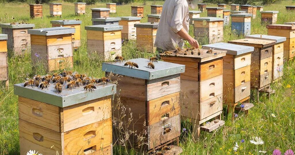 Расходные материалы: что пчеловод теряет, чтобы найти мёд