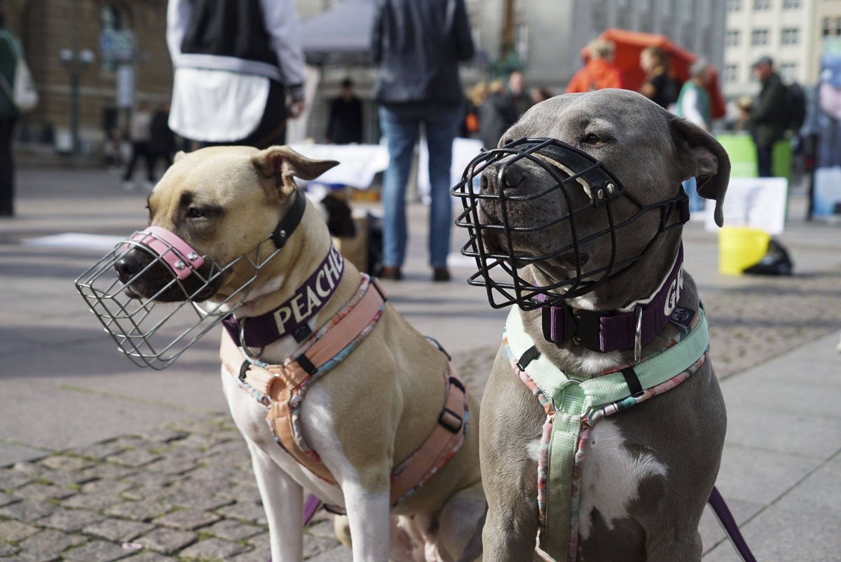    Намордник должен подходить собаке по размеру и позволять ей свободно открывать пасть