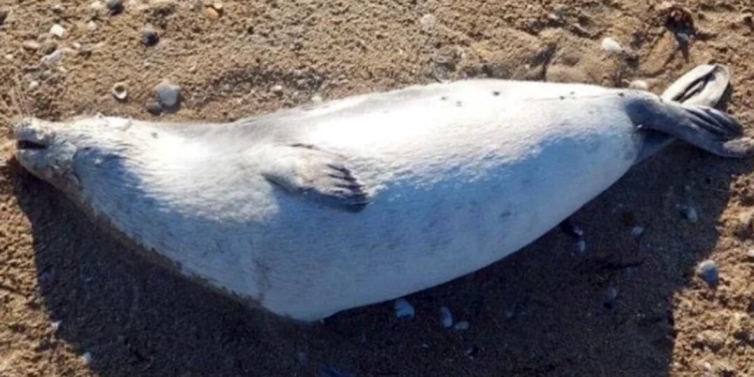 Около 100 мертвых тюленей обнаружили на побережье Каспия в Мангистау