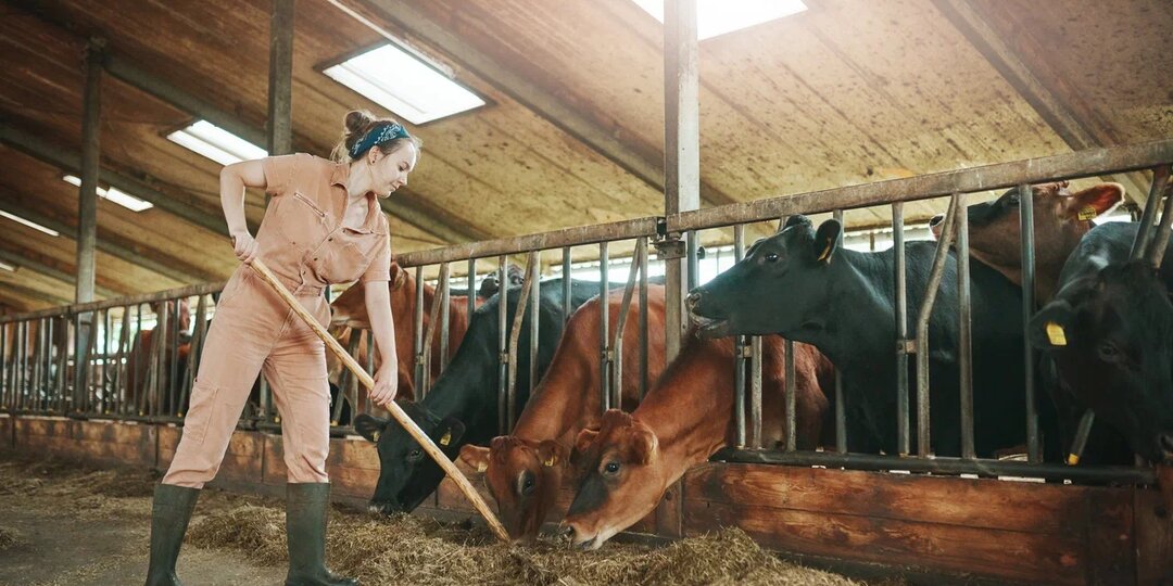 Фермеры не верят: обычная лампочка управляет размножением скота