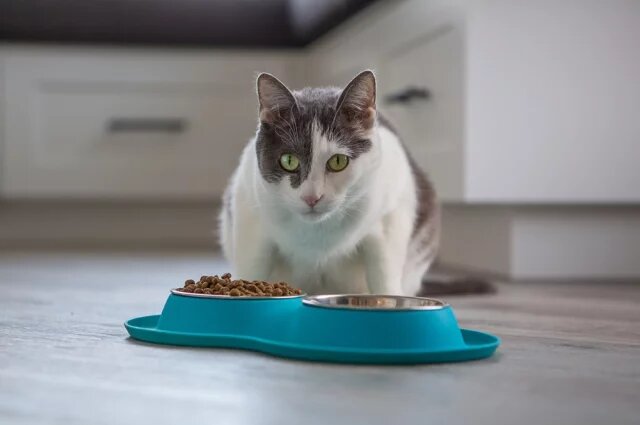    Почему кошка перестает есть любимый корм?